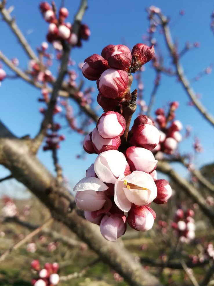 Rosa-rote Blüten am Zweig eines Aprikosenbaums in der Türkei vor strahlend blauem Himmel.