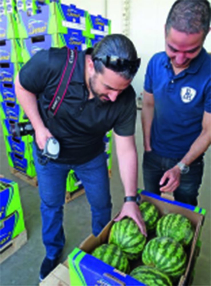 Die Mini-Wassermelonen werden von unserem Fachmann auf Qualität geprüft.