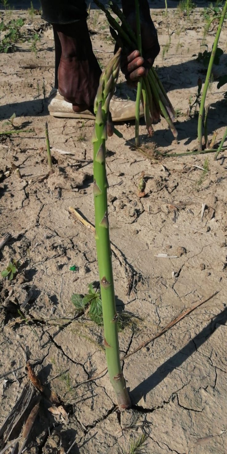 Grüner Spargel wird auf unseren Anbauflächen in Südeuropa von Hand geerntet.