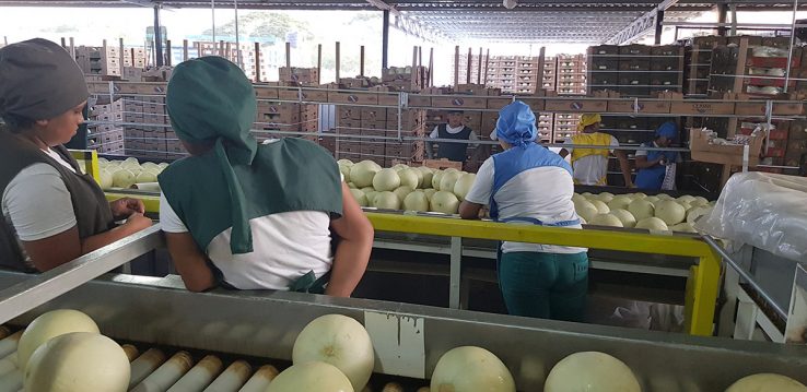 Einblick in die Arbeit auf der Melonenfarm: im Lager arbeiten viele Frauen, die die Ware aussortieren.