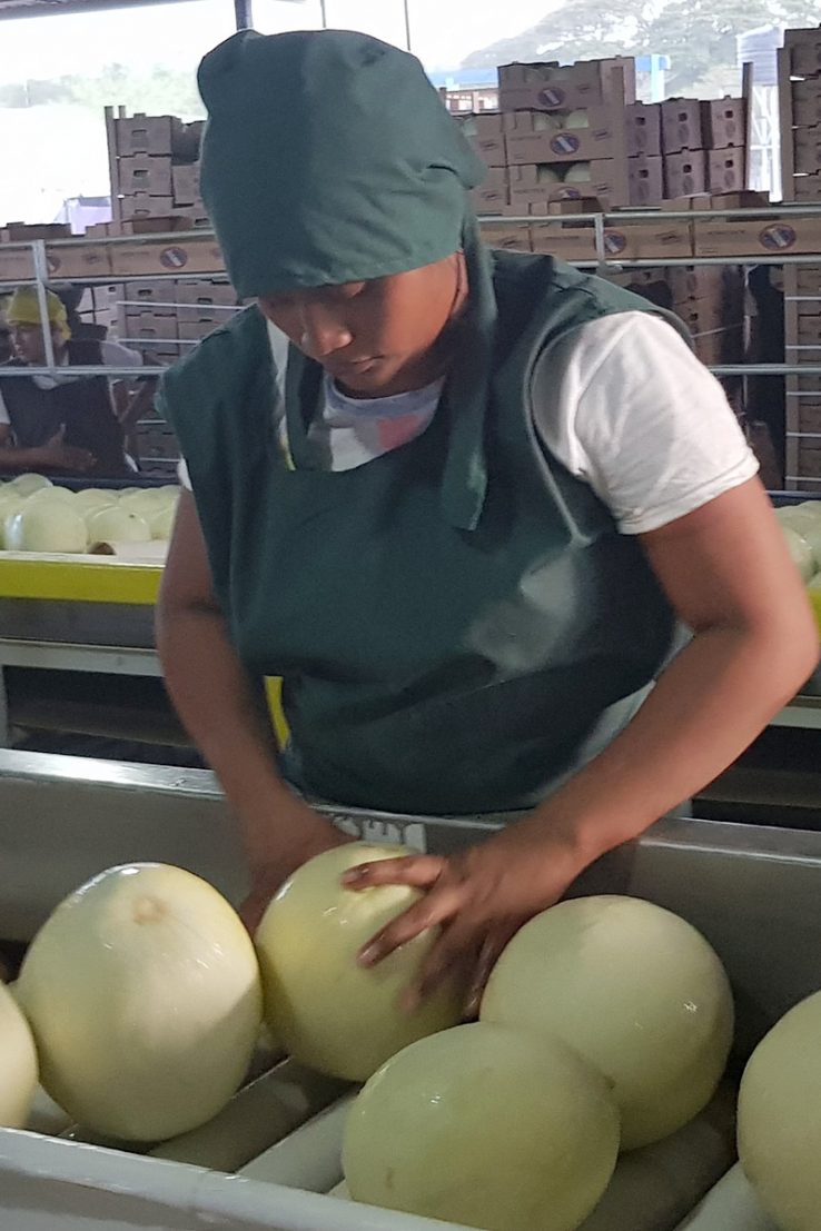 Eine Arbeiterin der Melonenfarm sortiert die reifen Melonen auf dem Fließband