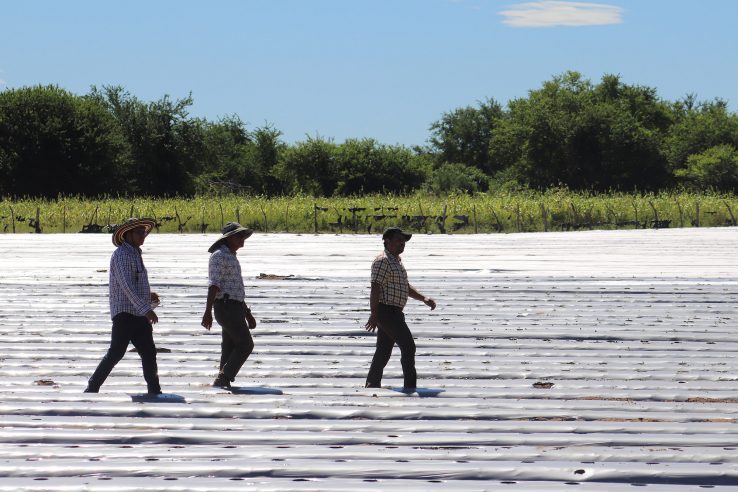 Drei Männer gehen über das mit Planen bedeckte Melonenfeld in Honduras