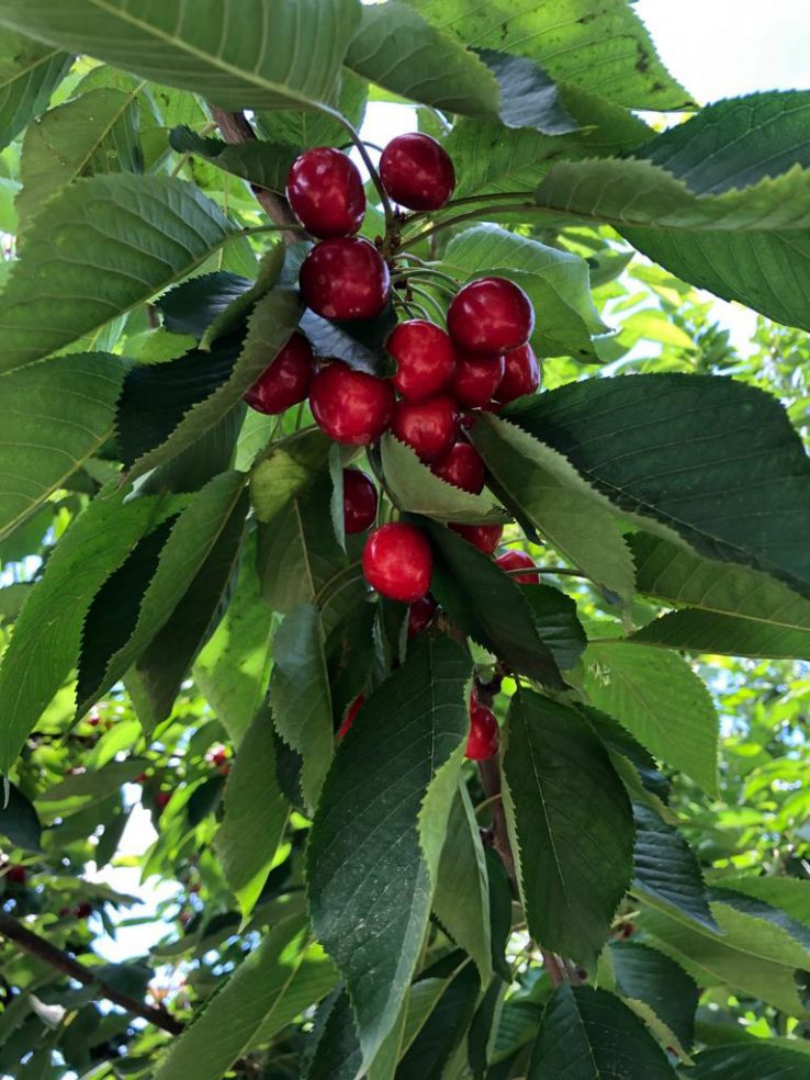 Cherries from Turkey