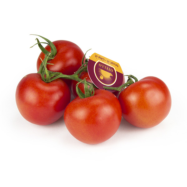 otello Tomate