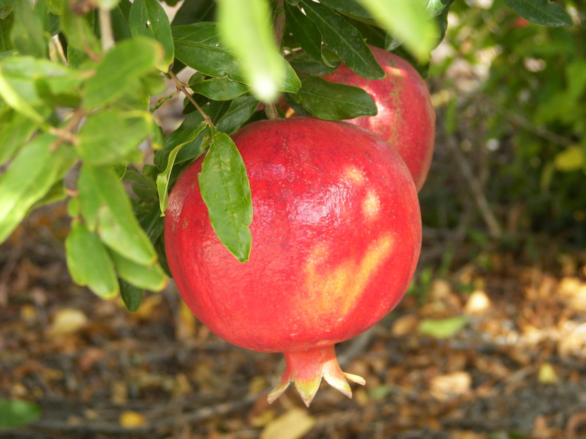 Pomegranates from the mediterranean region
