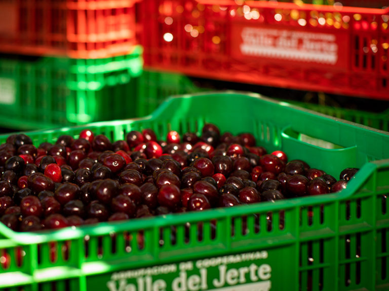 Diversified harvest of spanish cherries KÖLLA THE FRUIT COMPANY