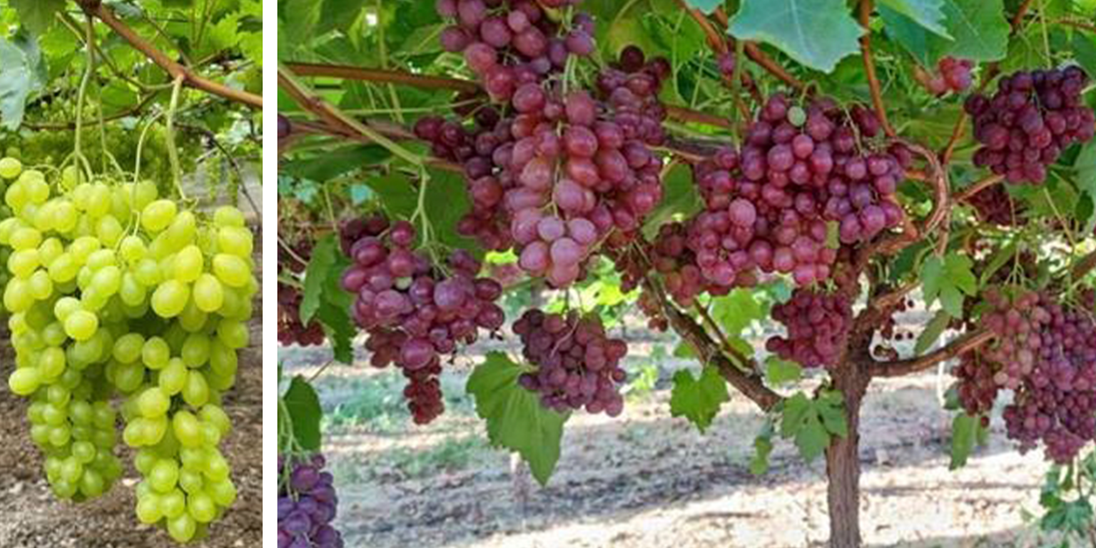Grape harvest in Egypt, Spain and Italy KÖLLA THE FRUIT COMPANY