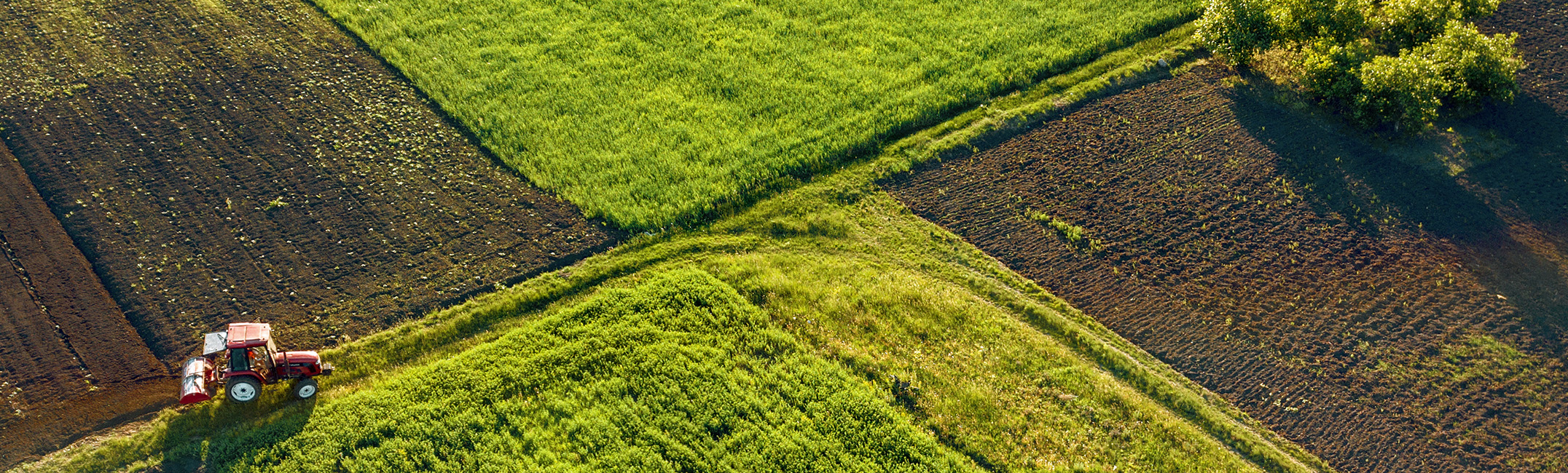 Grain Oilseed Pulses Field Feld